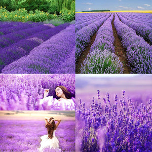 200PCS Flower Seed Plant Seed Lavender Lily Seed Garden Pot Accessories